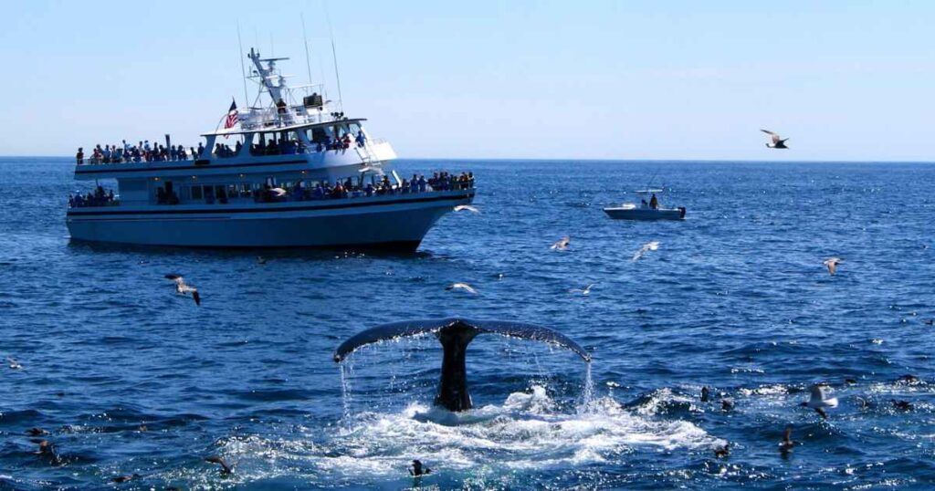 whale watching San Diego